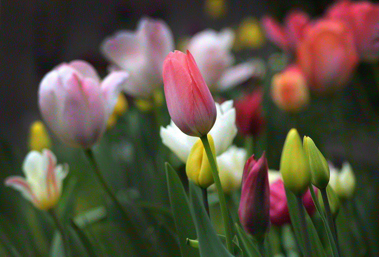 Tulips Beautiful Flowers