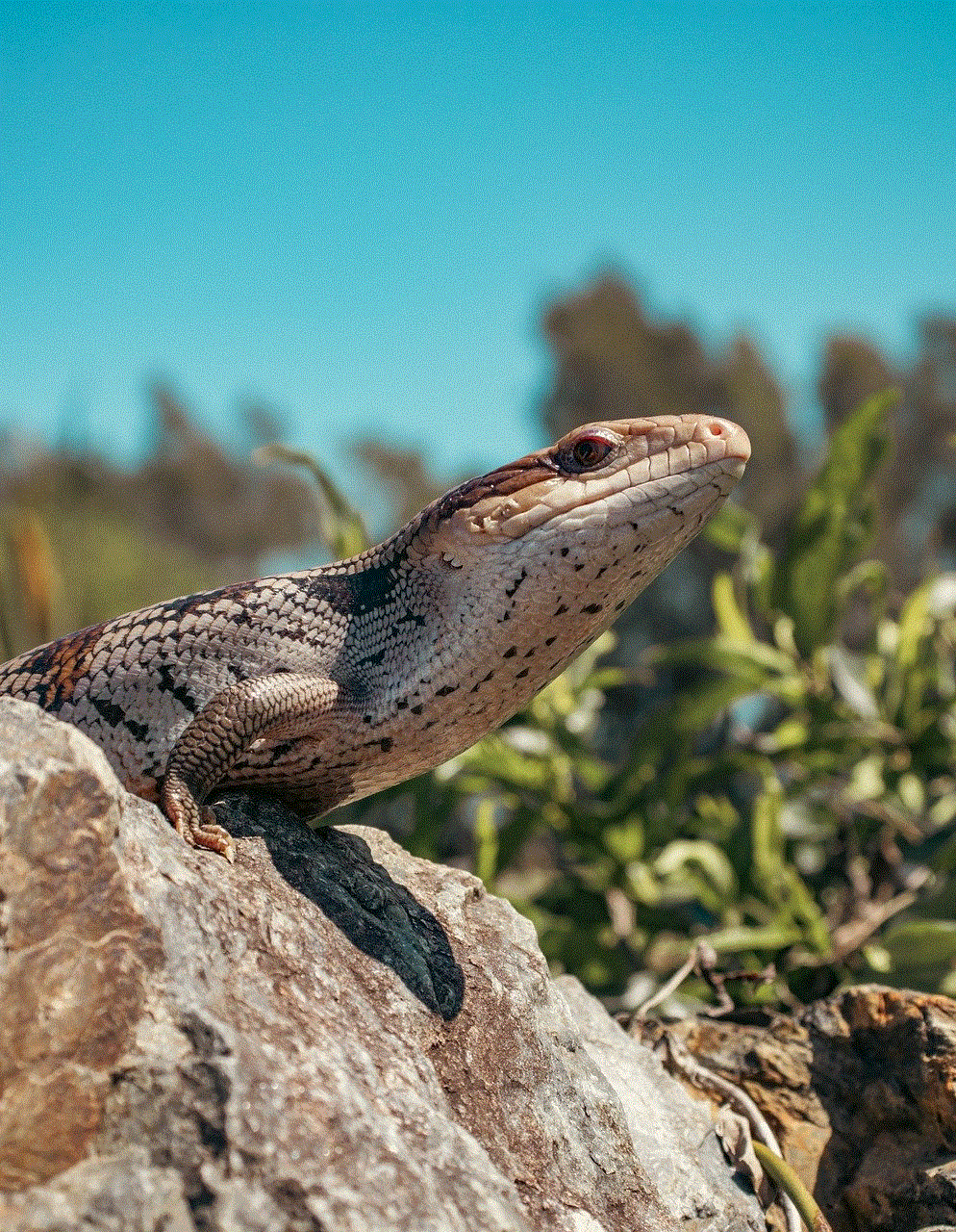 Blue Tongue Skink Blue Tongue Lizard