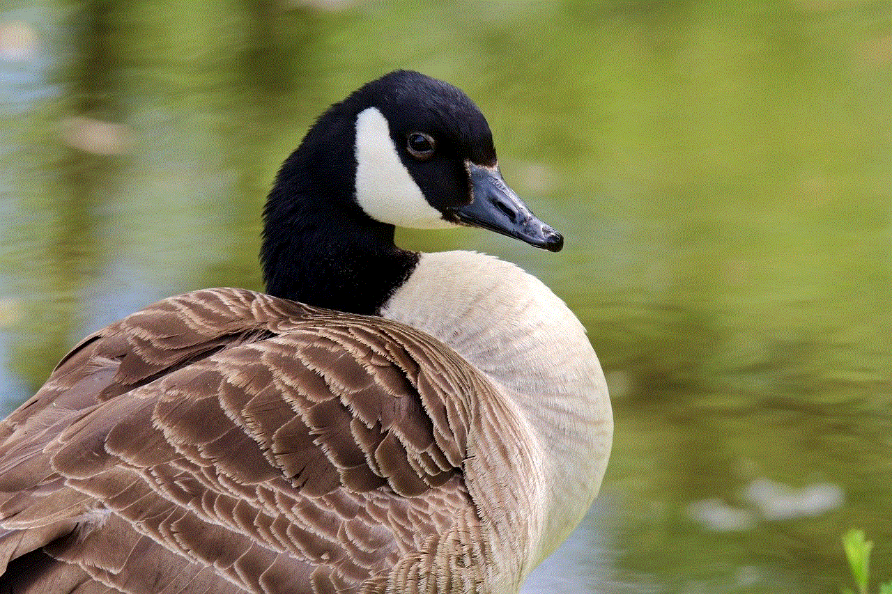 Goose Canada Goose