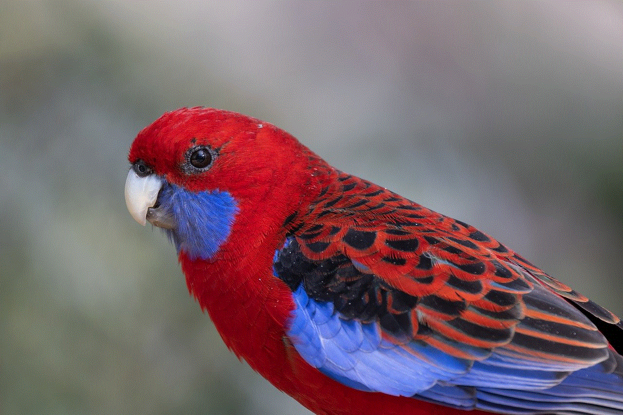 Crimson Rosella Parrot