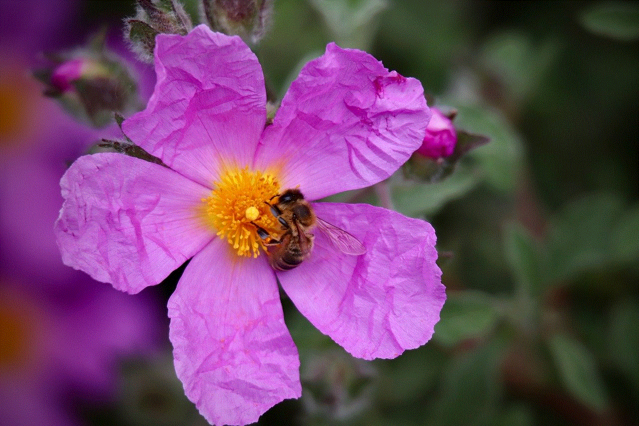Frizzy Cistus Bee