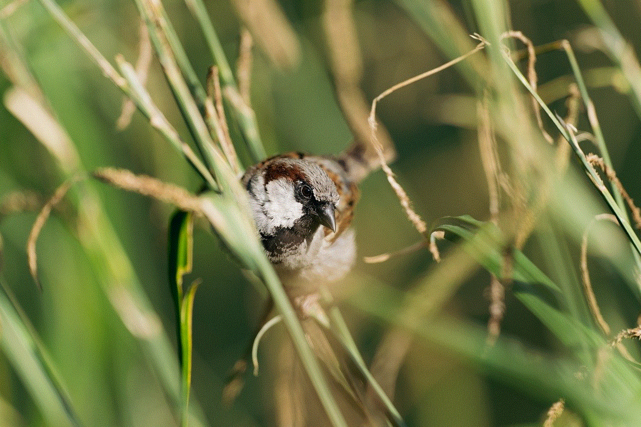 House Sparrow Sparrow