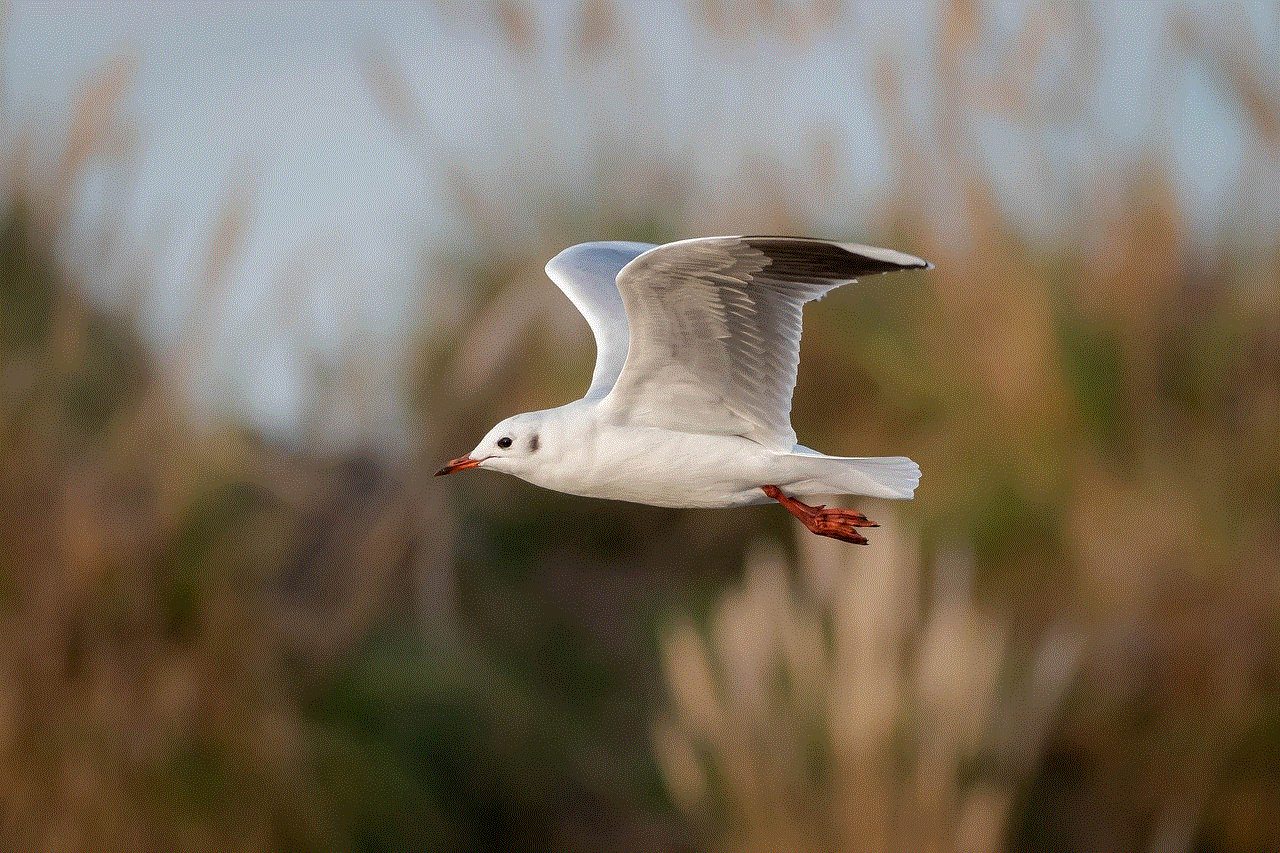 Seagull Flying Bird