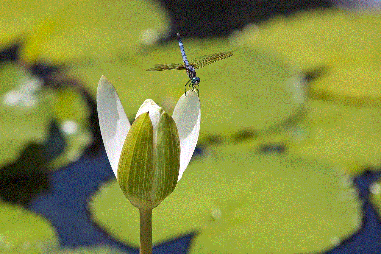 Mayfly Insect