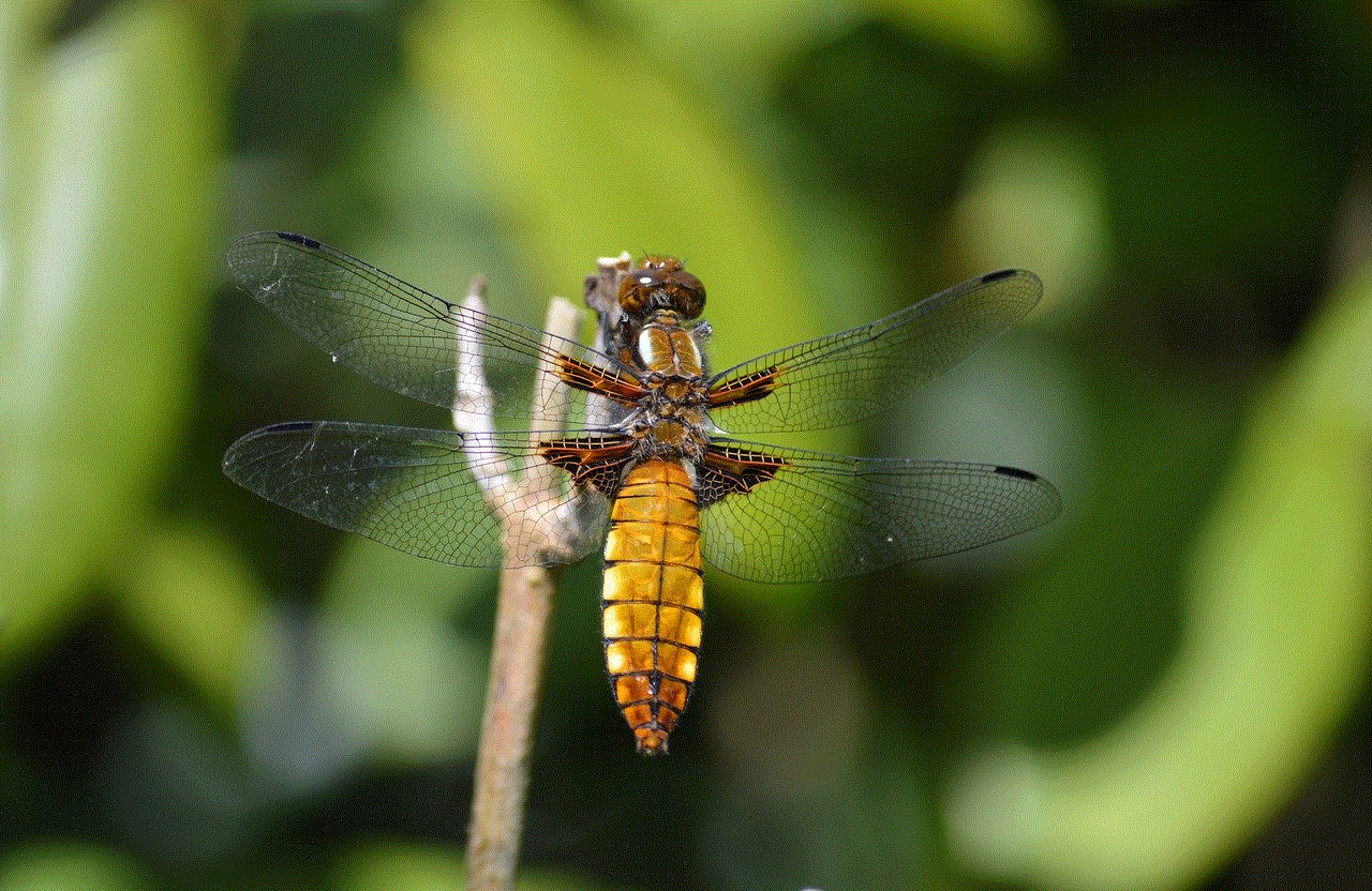 Dragon-Fly Beetle