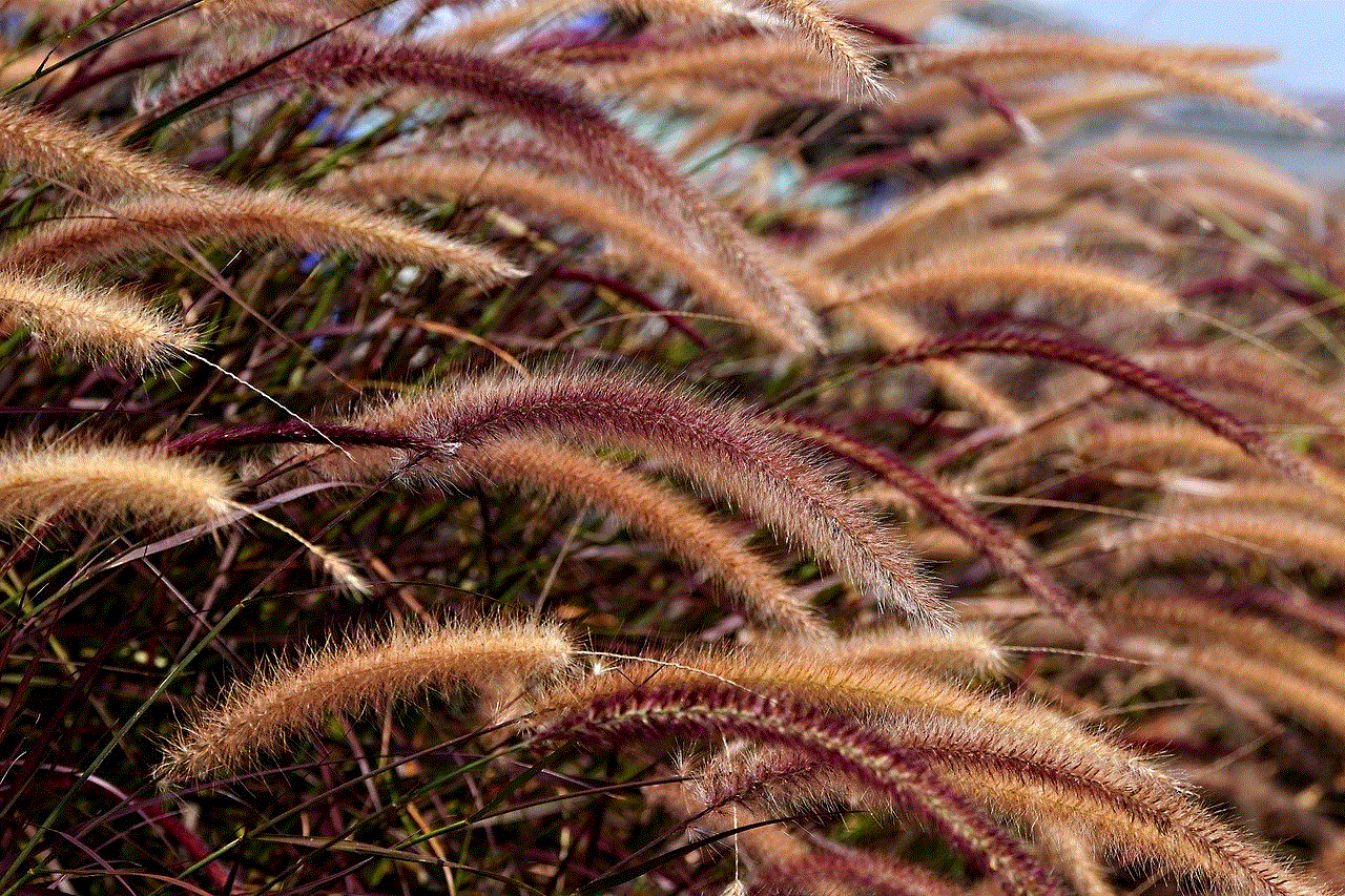 Foxtail Grass Grass