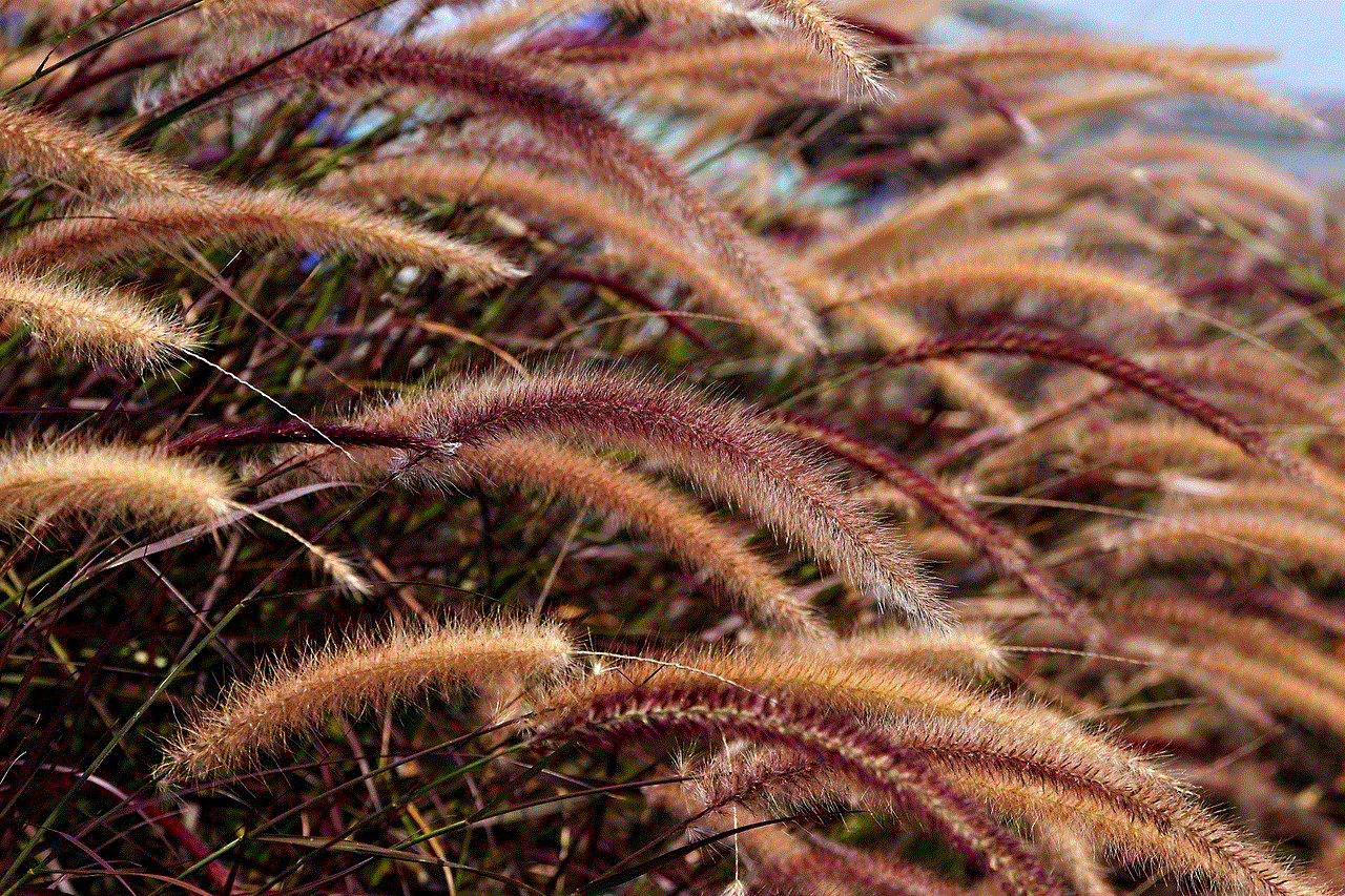 Foxtail Grass Grass Foxtail Grass Grass