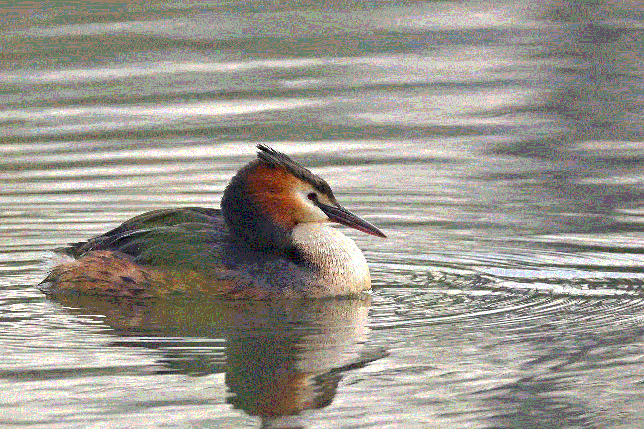 Great Crested Grebe Water Bird