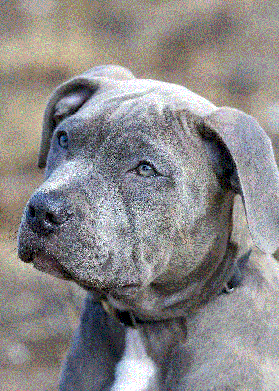 Pit Bull Dog