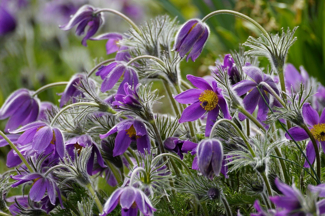 Flower Pulsatilla