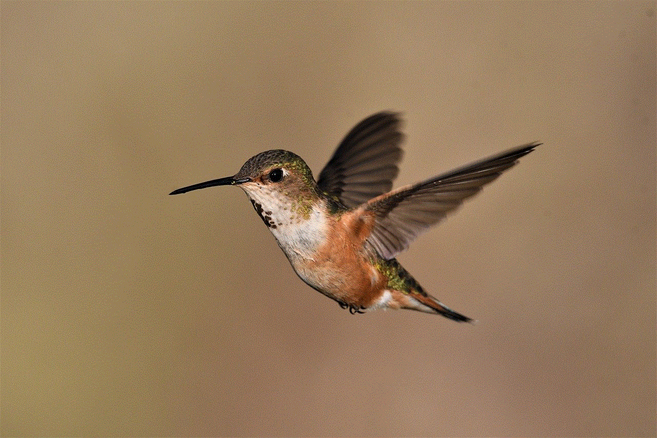 Bird Hummingbird