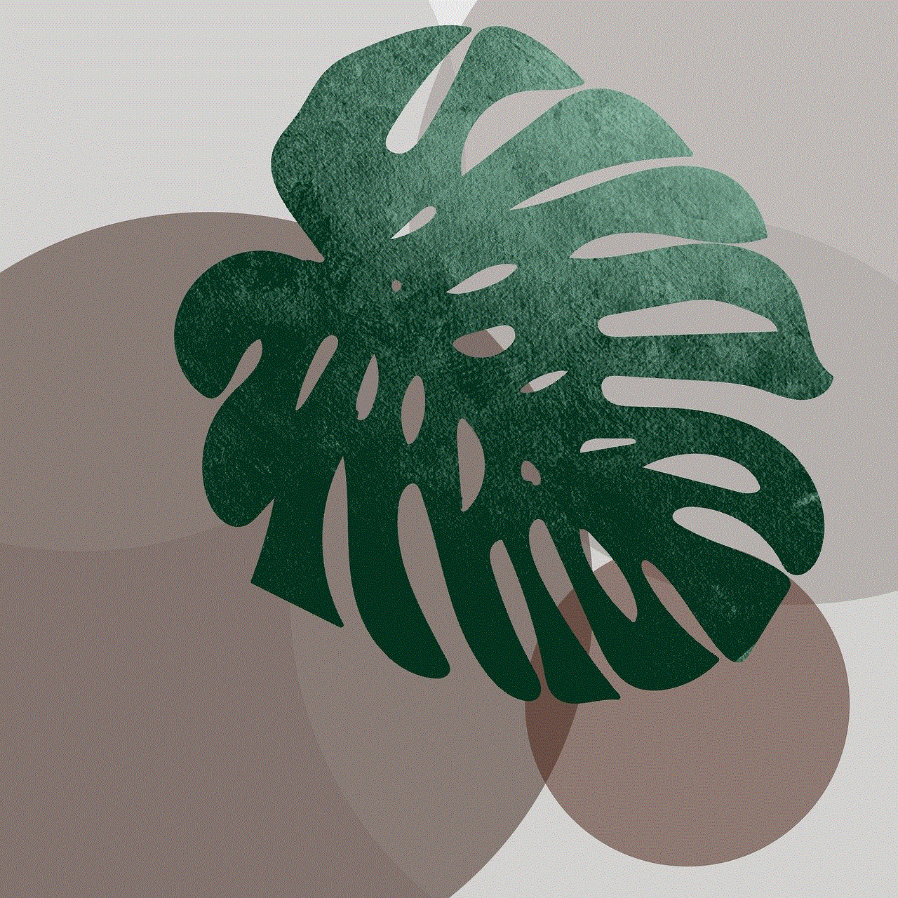 Plant Monstera