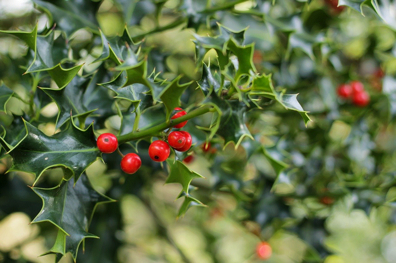 Mistletoe Fruits