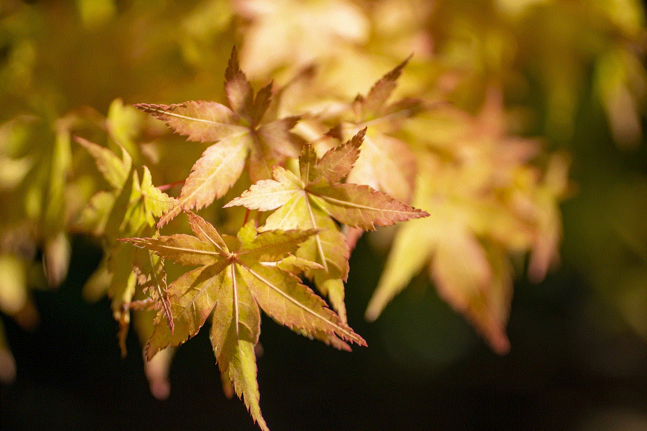 Maple Leaves Japanese Maple