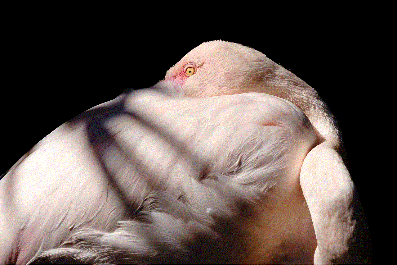 Flamingo Bird Flamingo Bird