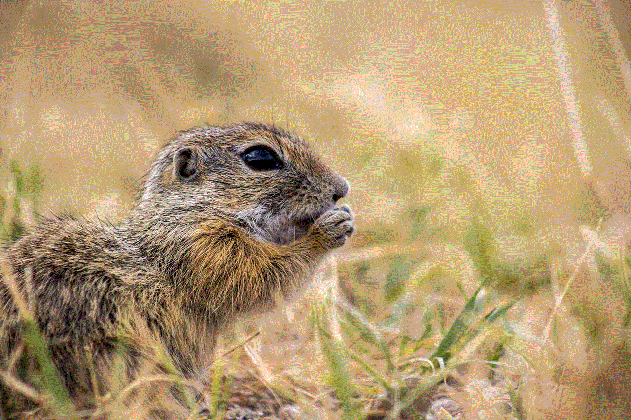 Tihany Squirrel