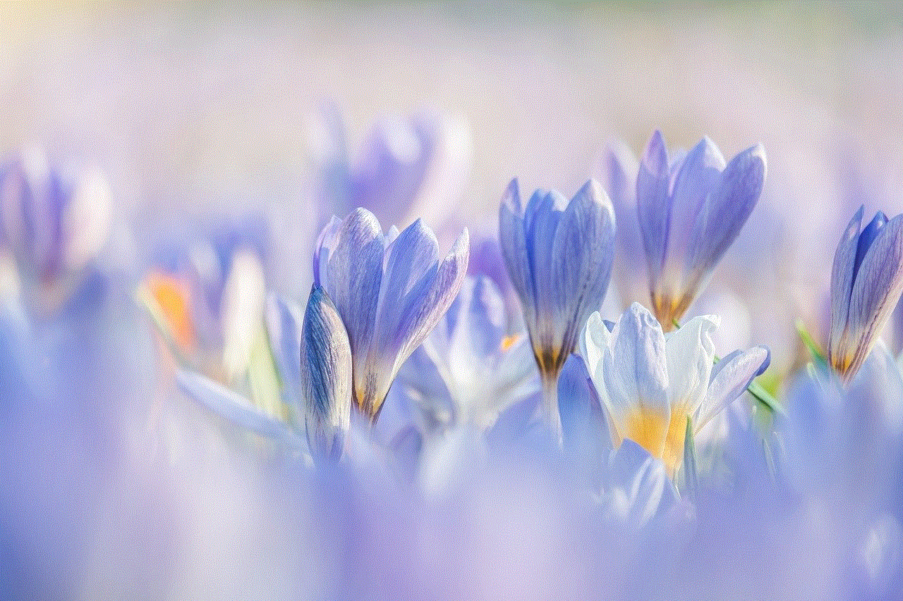 Crocuses Flowers