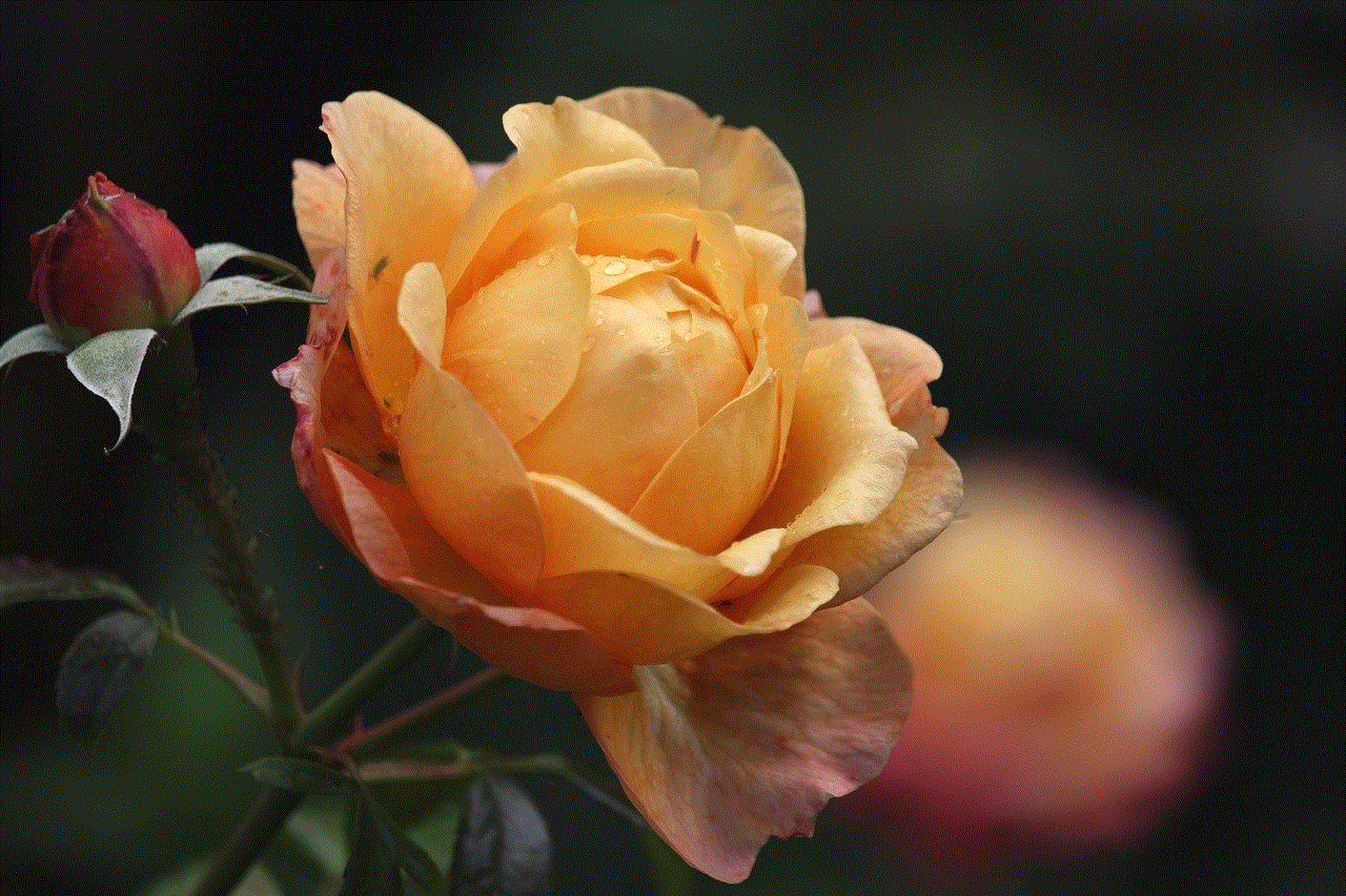 Rose Scented Rose
