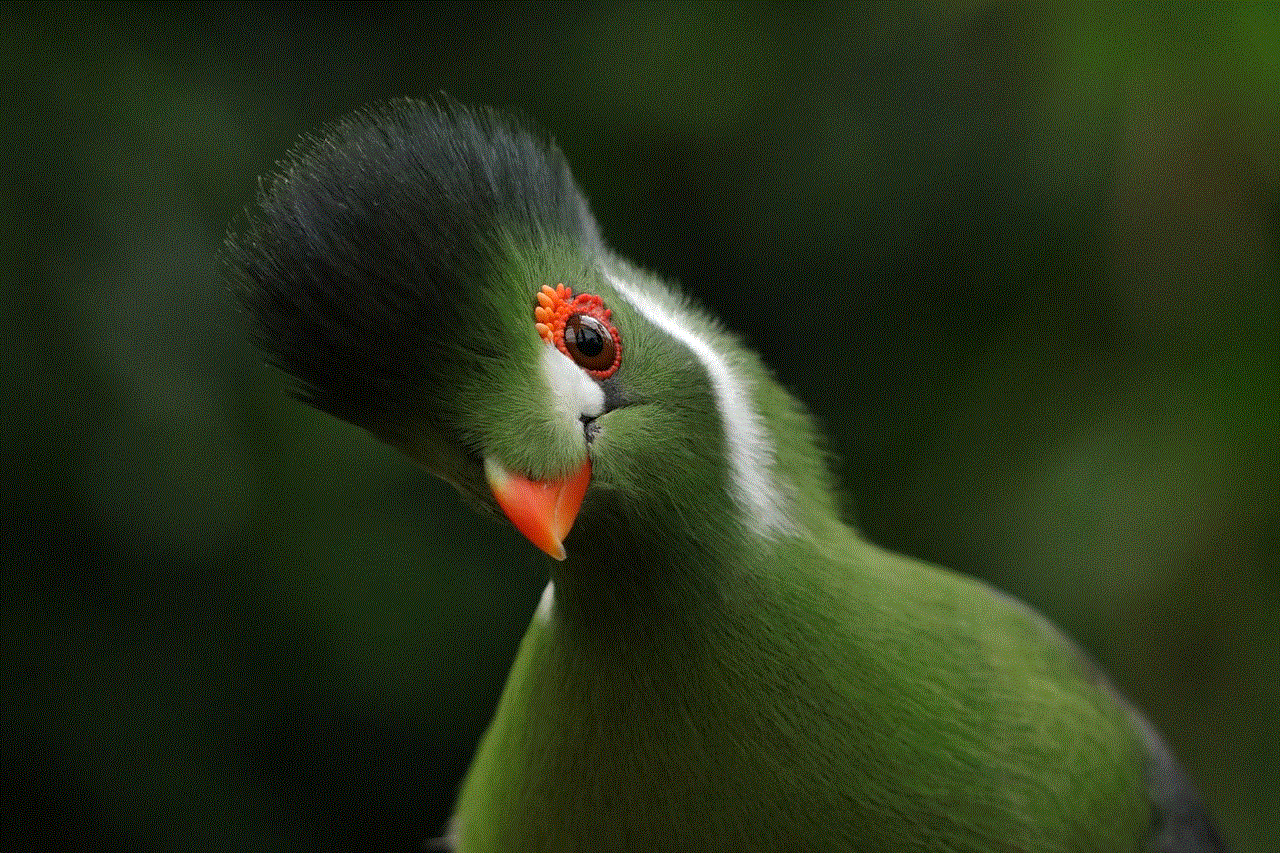 Bird White-Cheeked Turaco