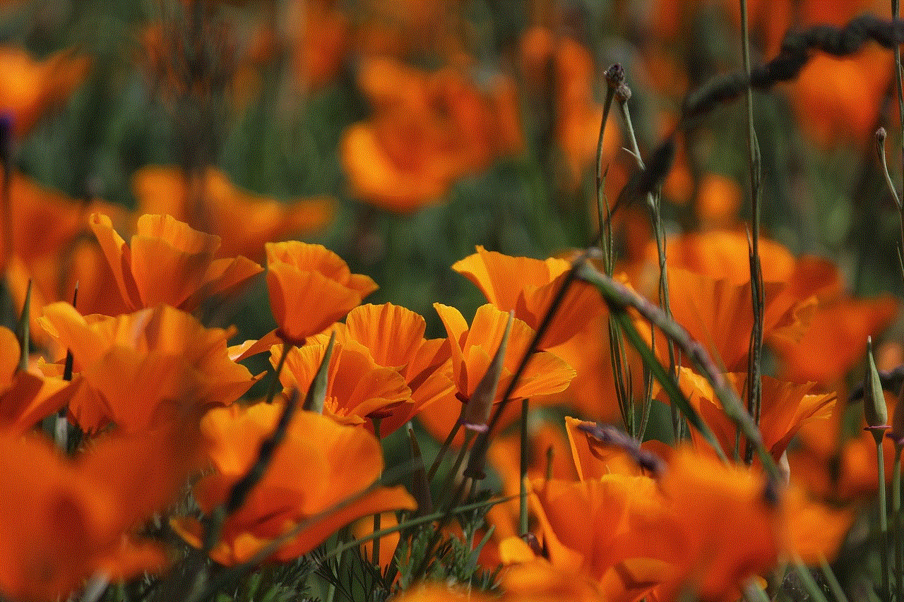 Flowers Poppies