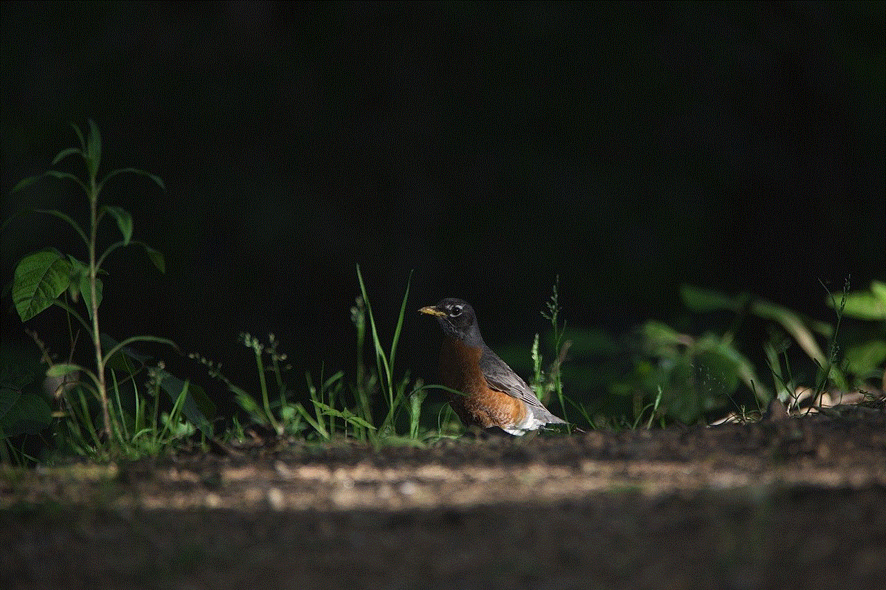 American Robin Bird