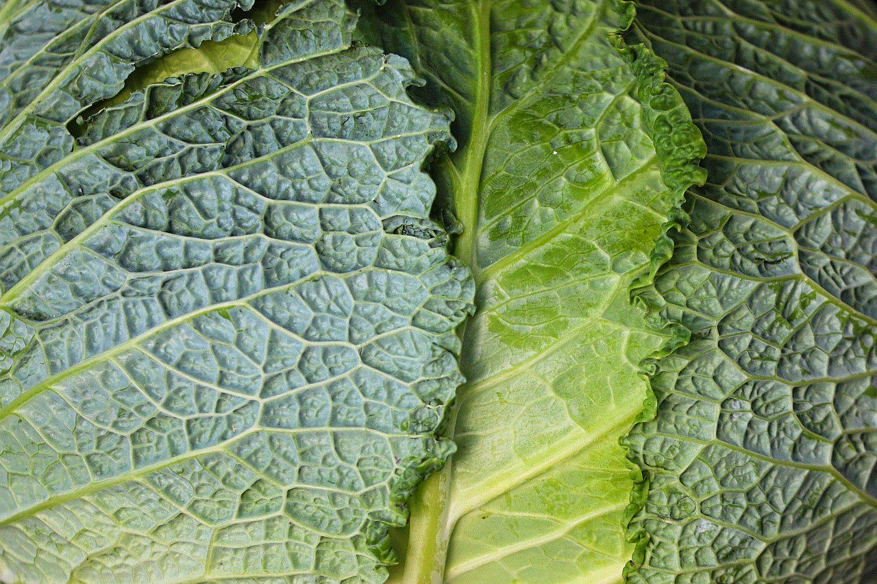 Savoy Cabbage Cabbage