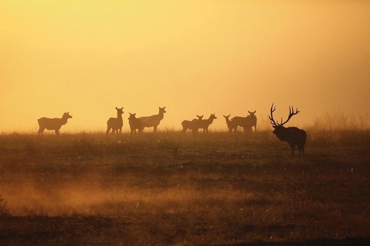 Elk Wildlife