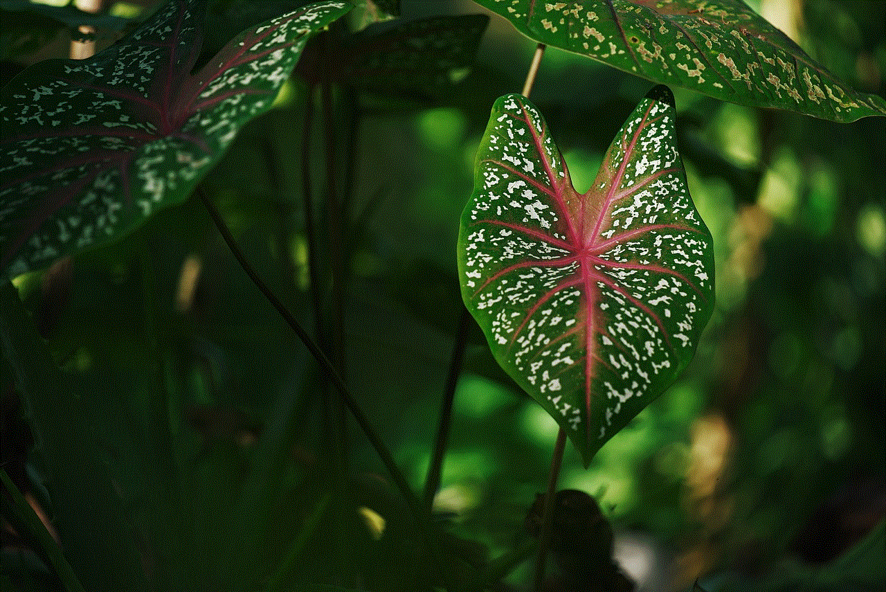 Taro Caladiums