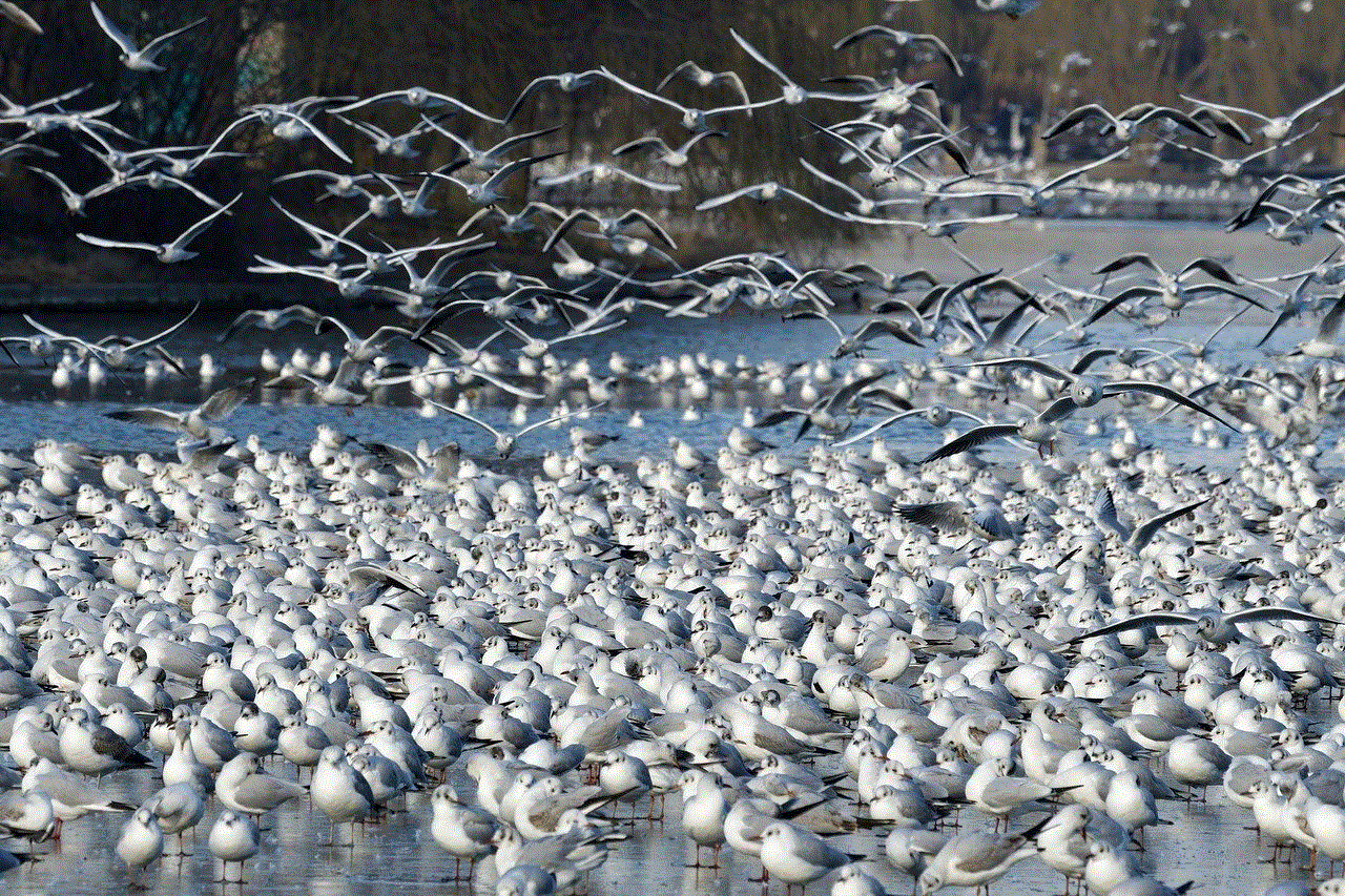 Birds Seagulls