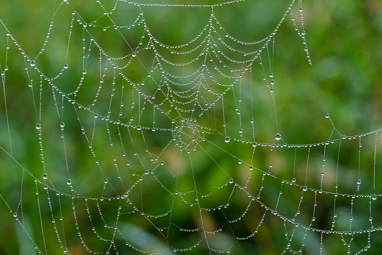 Spider Web Web