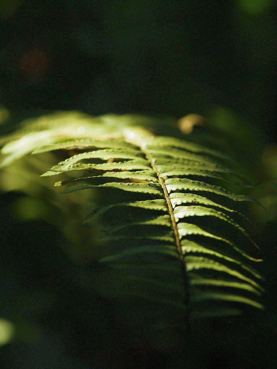 Green Leaves Fern