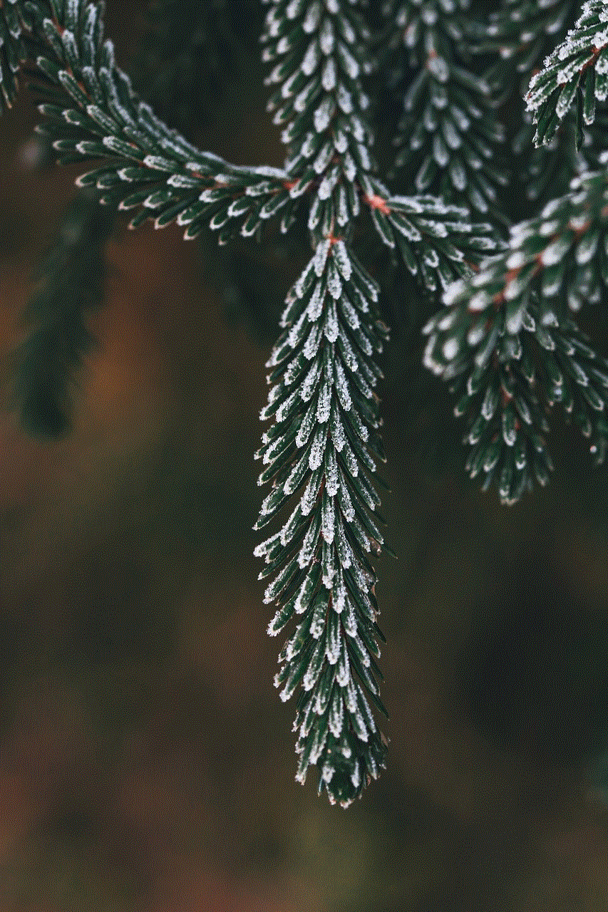 Spruce Needles