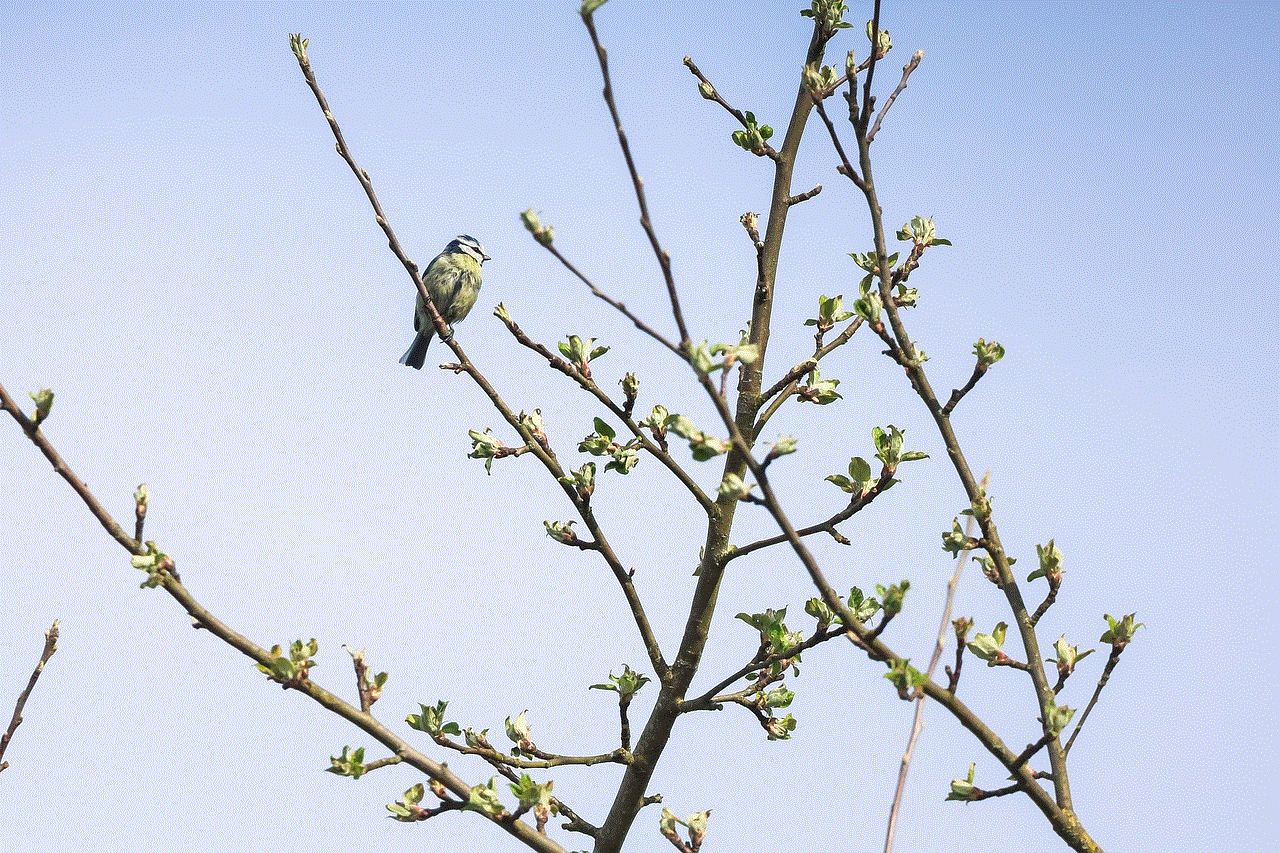 Blue Tit Bird