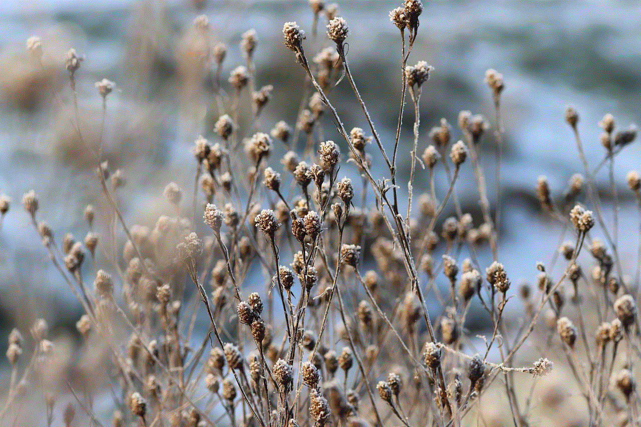 Wildflowers Grasses