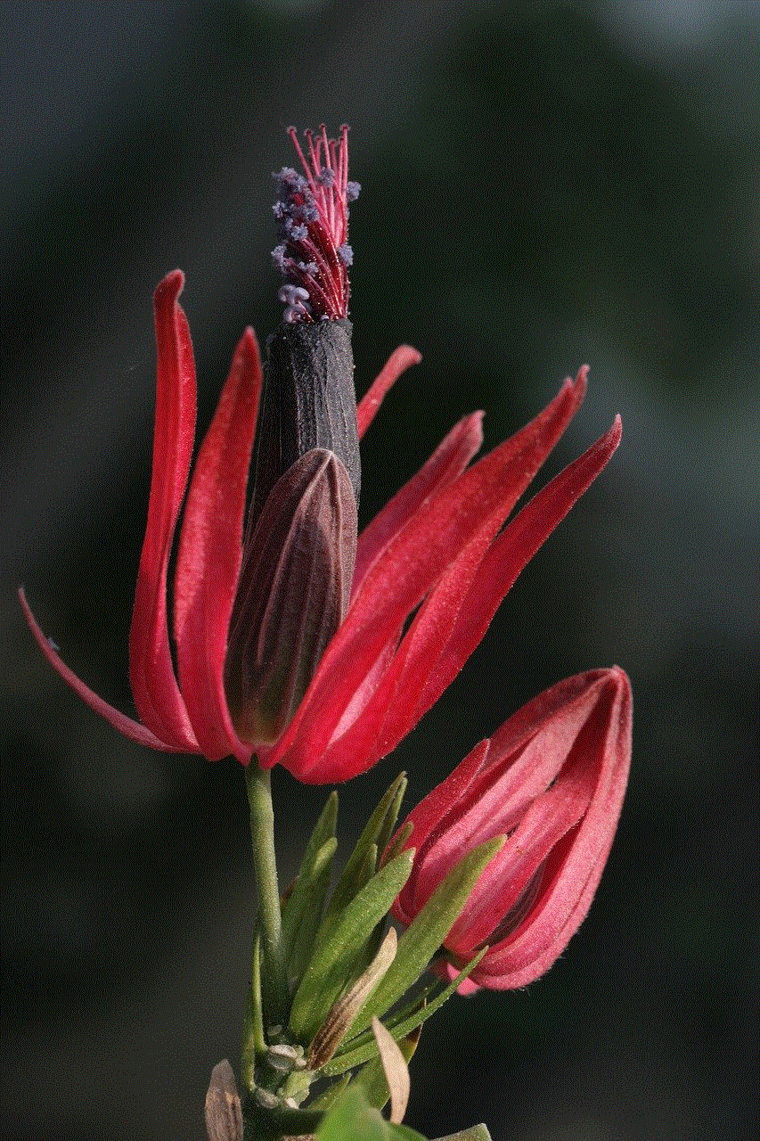 Ornamental Plant Blossom