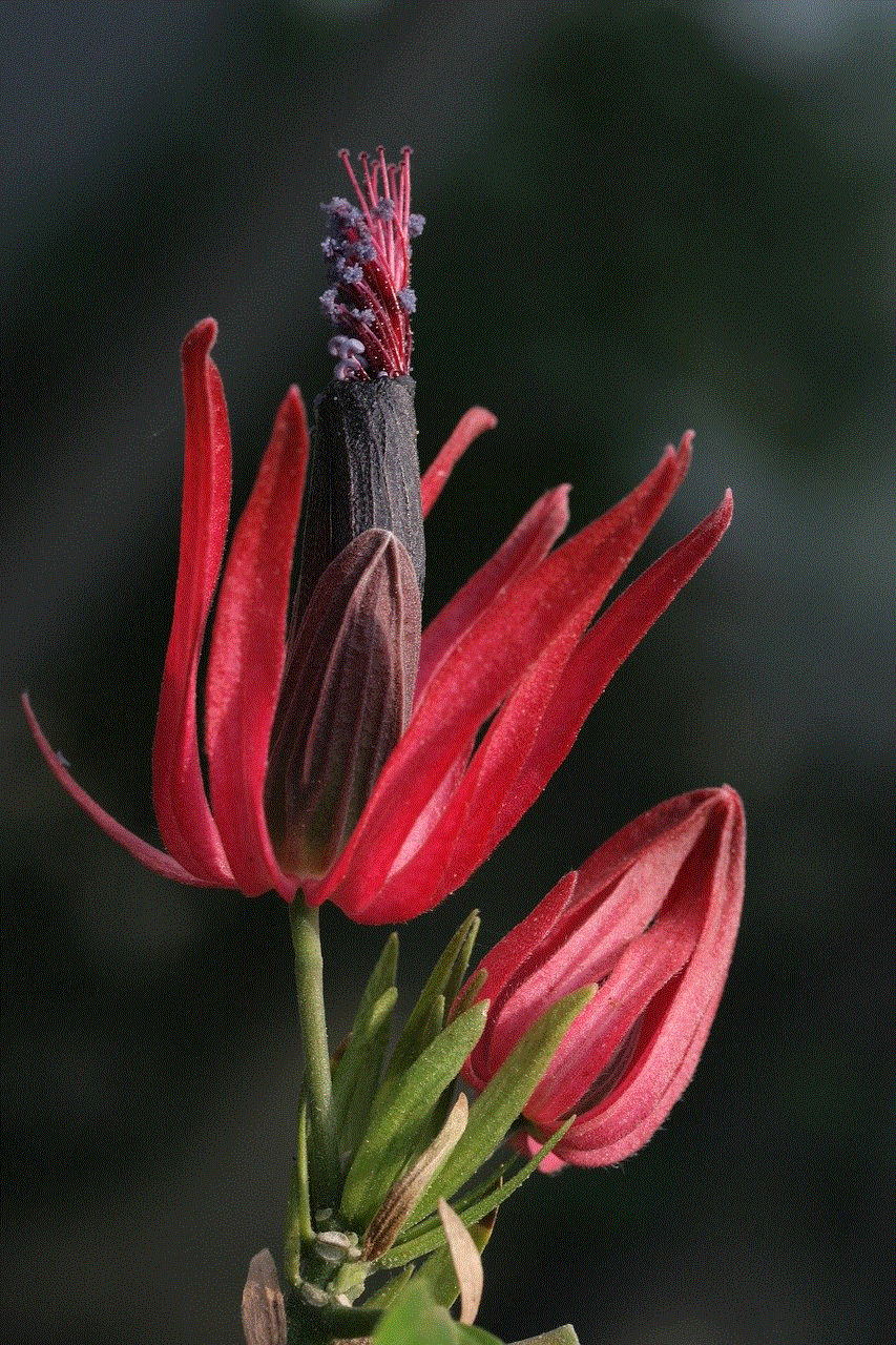 Ornamental Plant Blossom Ornamental Plant Blossom