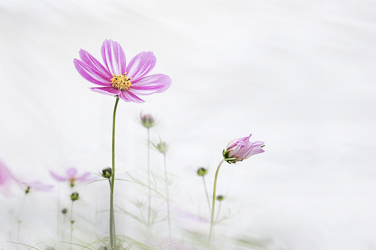 Flower Cosmos