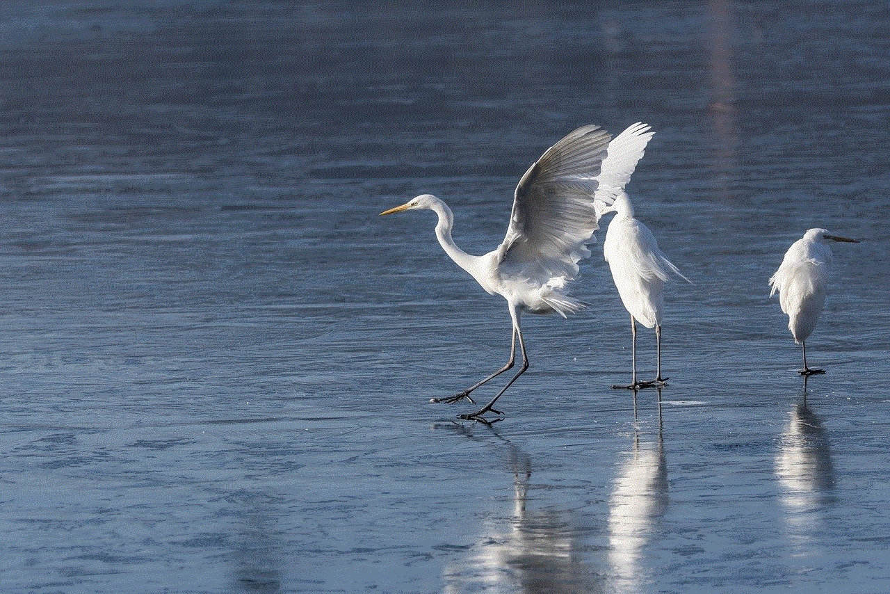 Birds Egret