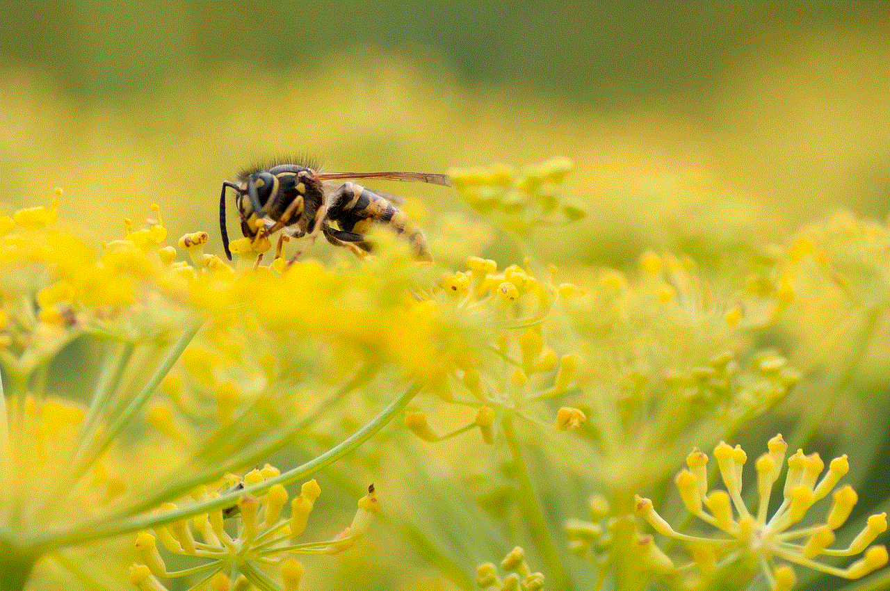 Wasp Beautiful Flowers