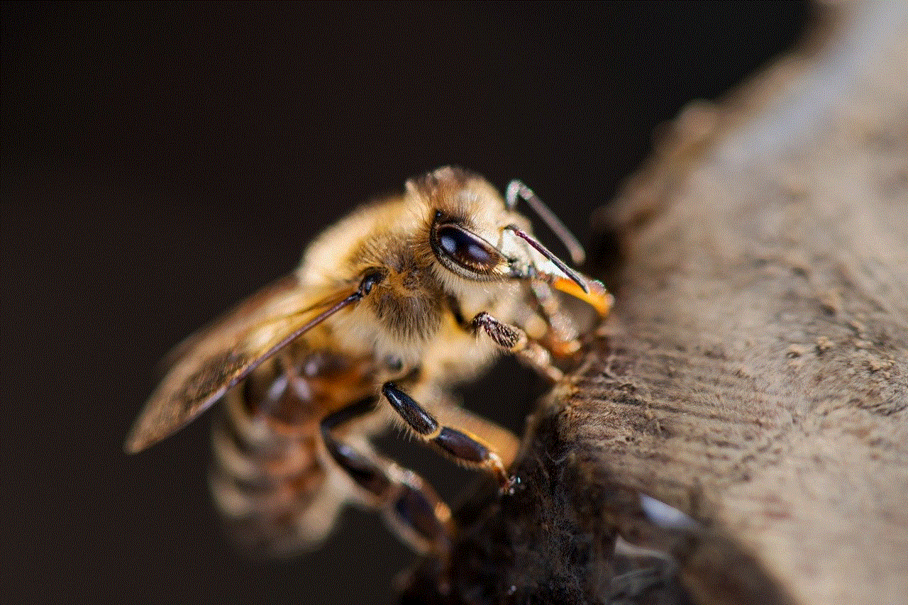 Western Honey Bee Bee