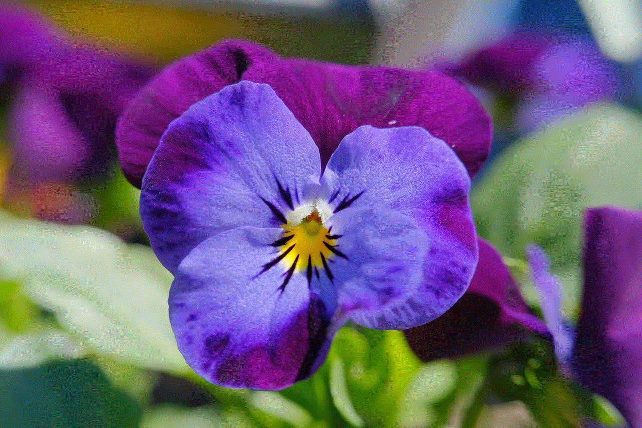 Pansy Flower Wallpaper 4K