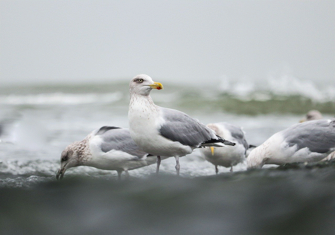 Seagull Bird