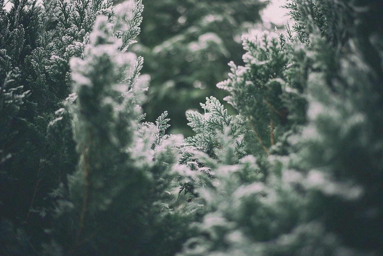 Winter Bushes