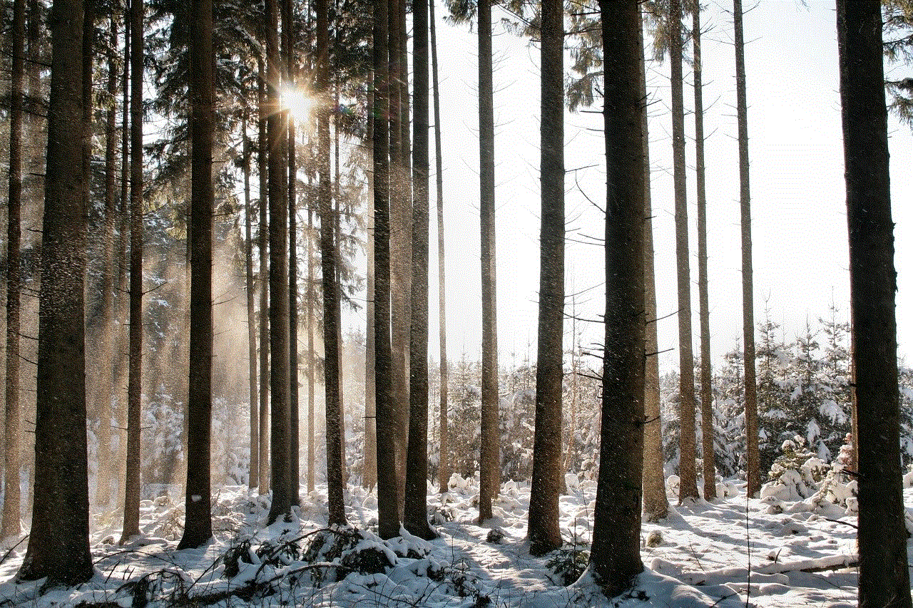 Winter Forest Conifer