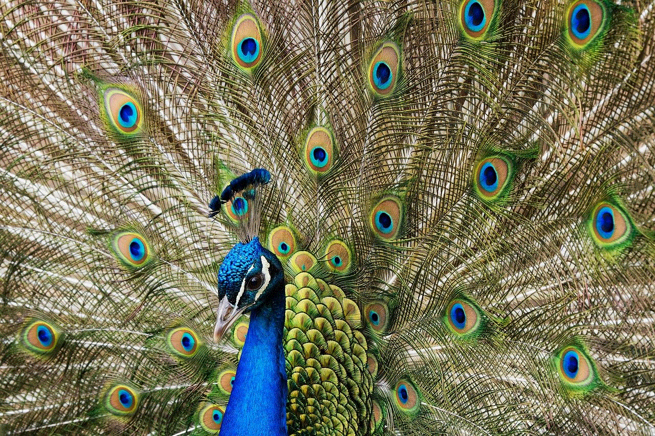 Peafowl Peacock