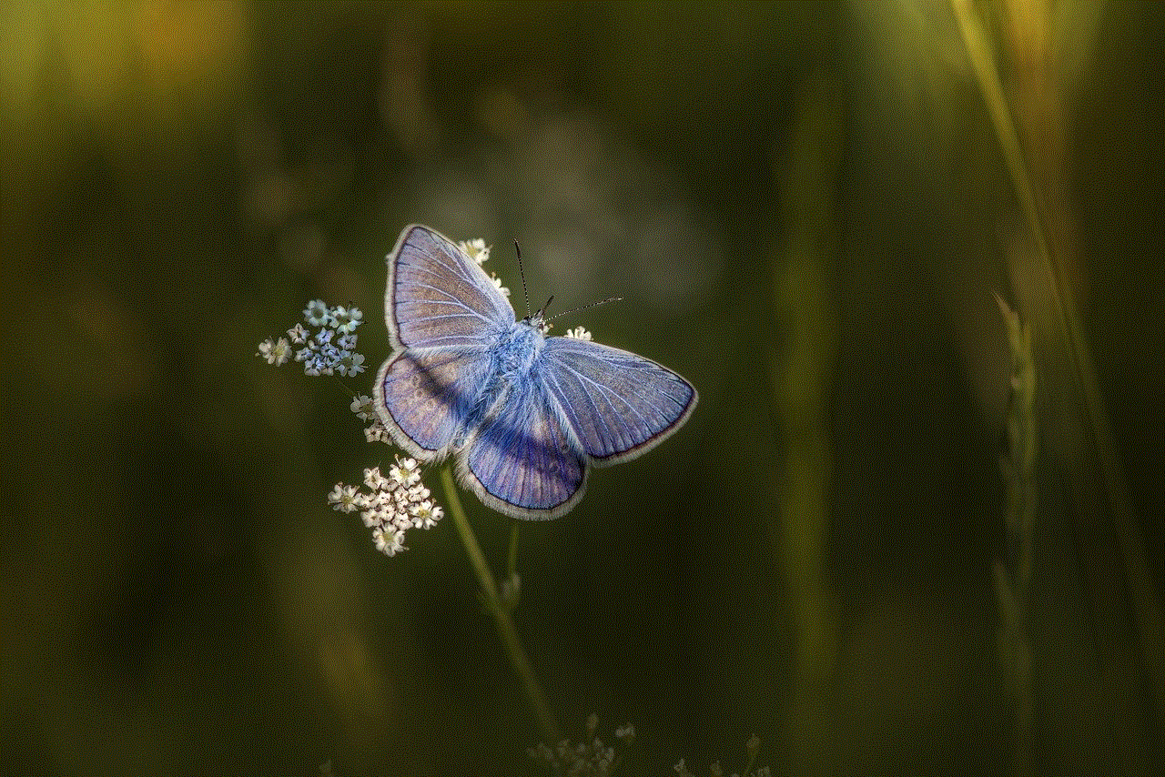 Mazarine Blue Butterfly