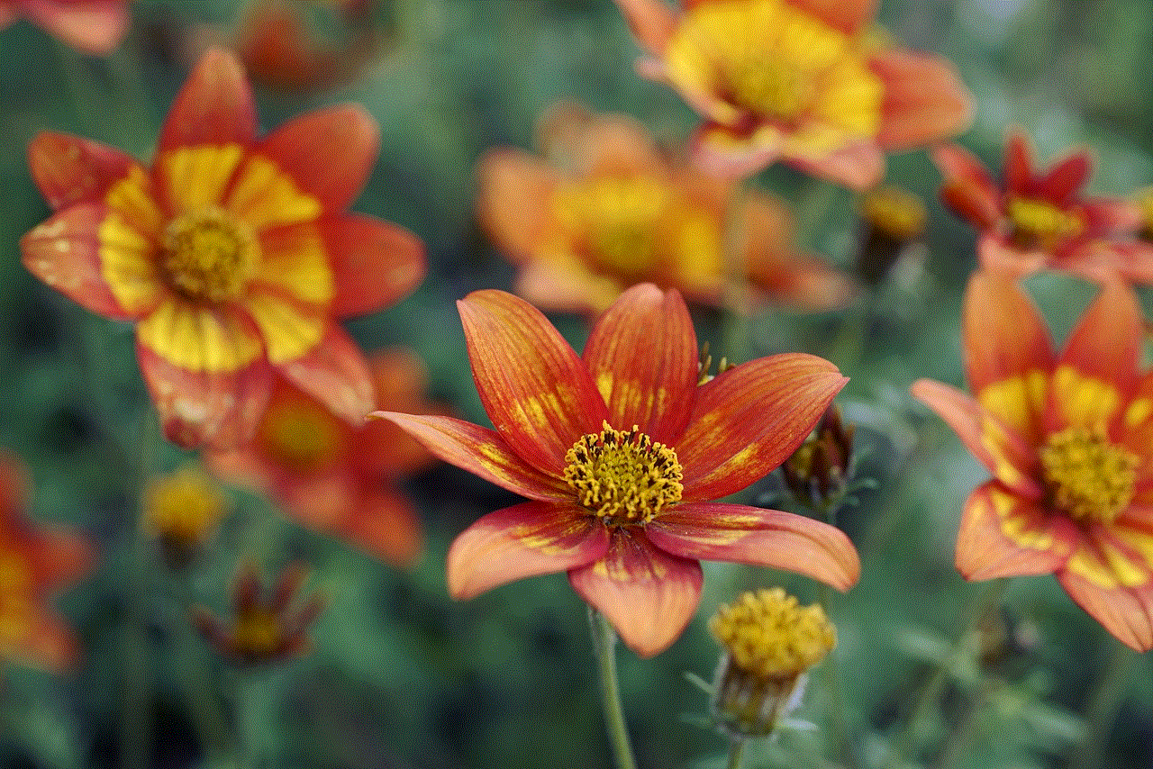 Flowers Asteracea