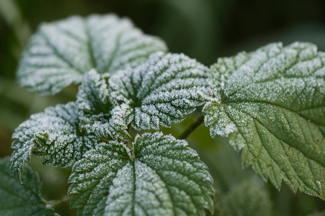 Leaves Nettle