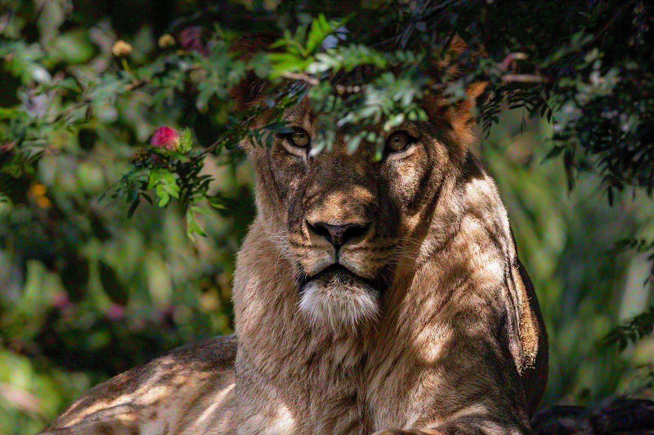 Lioness Lion