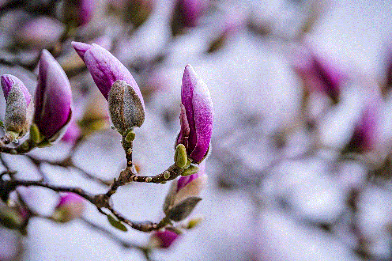 Flowers Magnolia